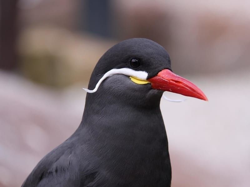 Inca terns are a colorful species of birds.