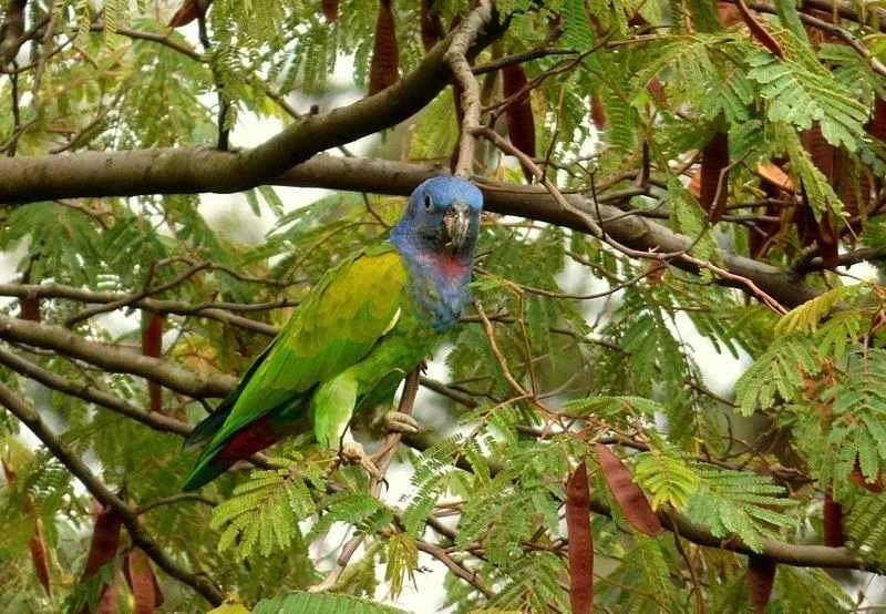 Interesting Dusky Parrot Facts