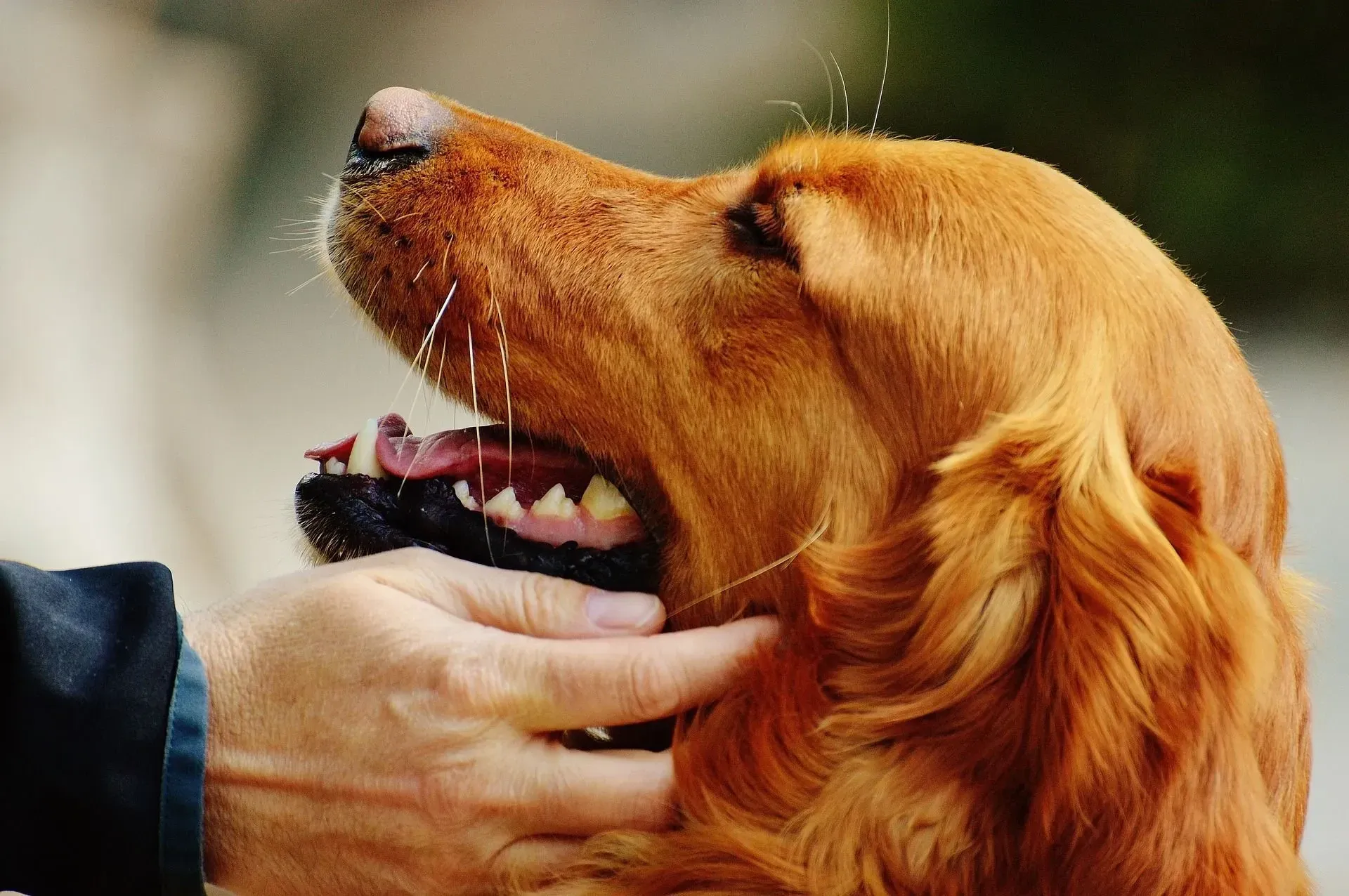 Irish Red Setter dog is looking at his human who is petting him