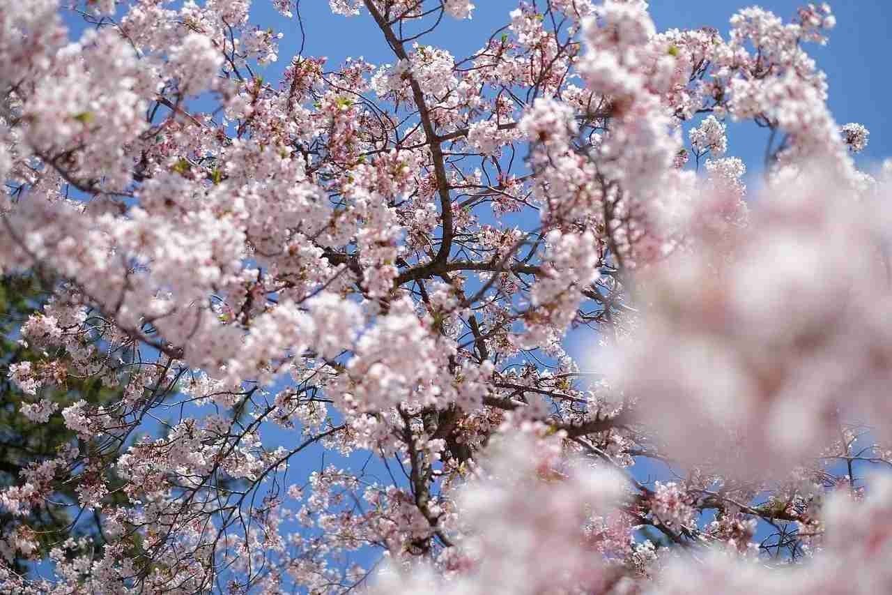 The cherry blossom season in Japan is well-known throughout the world.