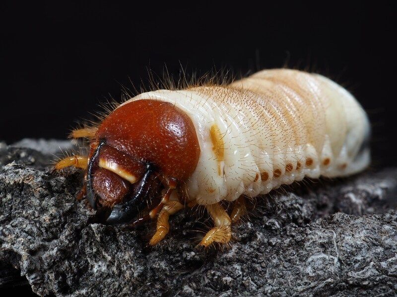 Close up of white grub of a chafer beetle.