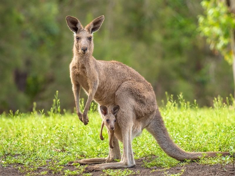 A mother kangaroo showing off her baby in the pouch.