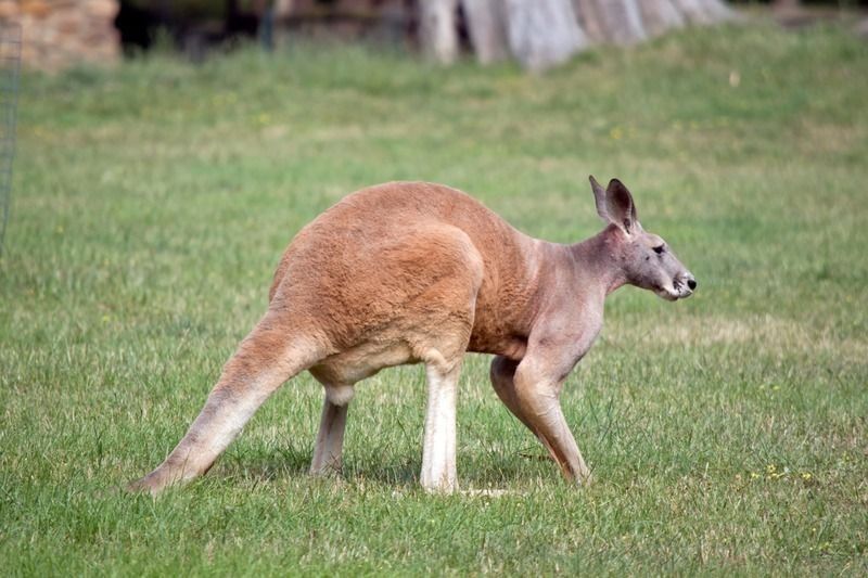 The male red kangaroo in zoo.