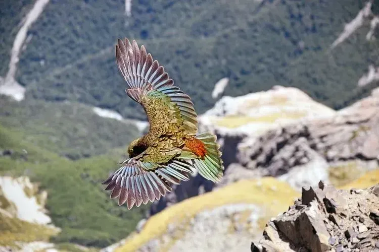 New Zealand kea parrot facts are interesting.