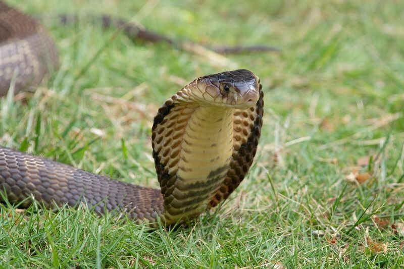 The King Cobra ready to attack.