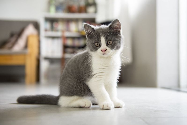 The cute gray kitten.