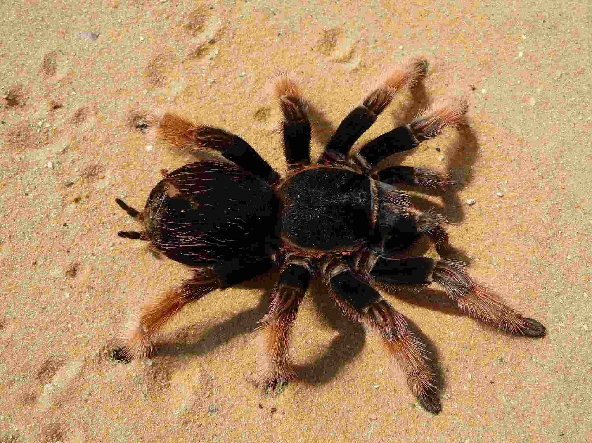 Most endangered spiders of the Theraphosidae family