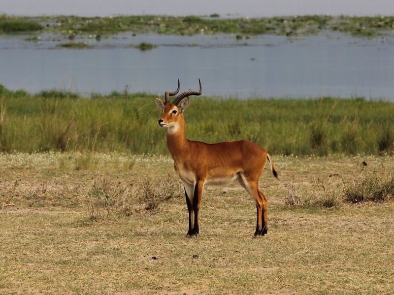 Uganda kob facts illustrate their fascinating appearance and interesting behavior.