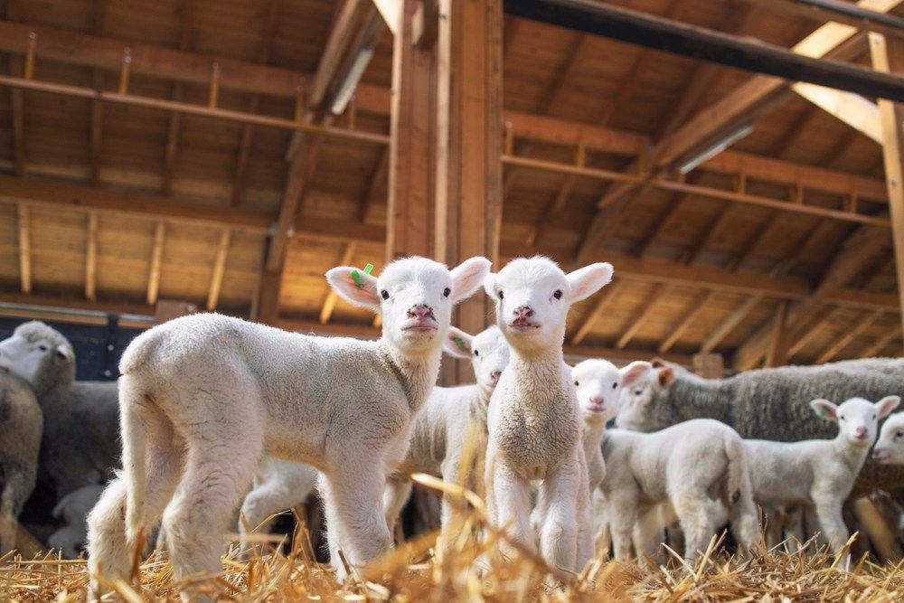 Countryside lambs looking at camera in the wooden barn. In background group of sheep animals standing and eating on the farm.