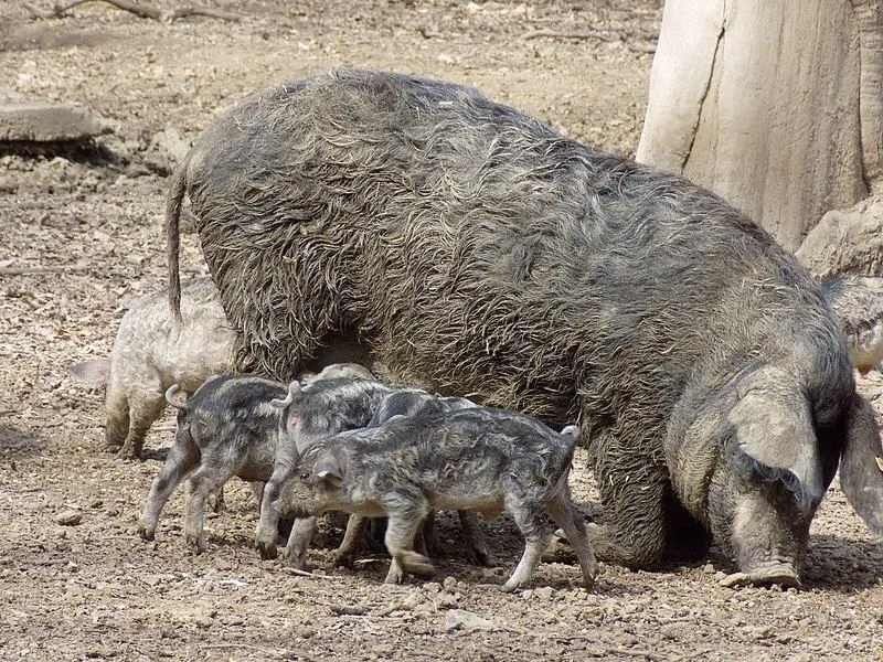 Gather in small groups domestic pigs