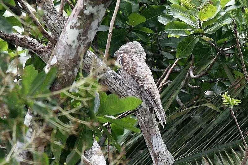 Bird facts about the great potoo