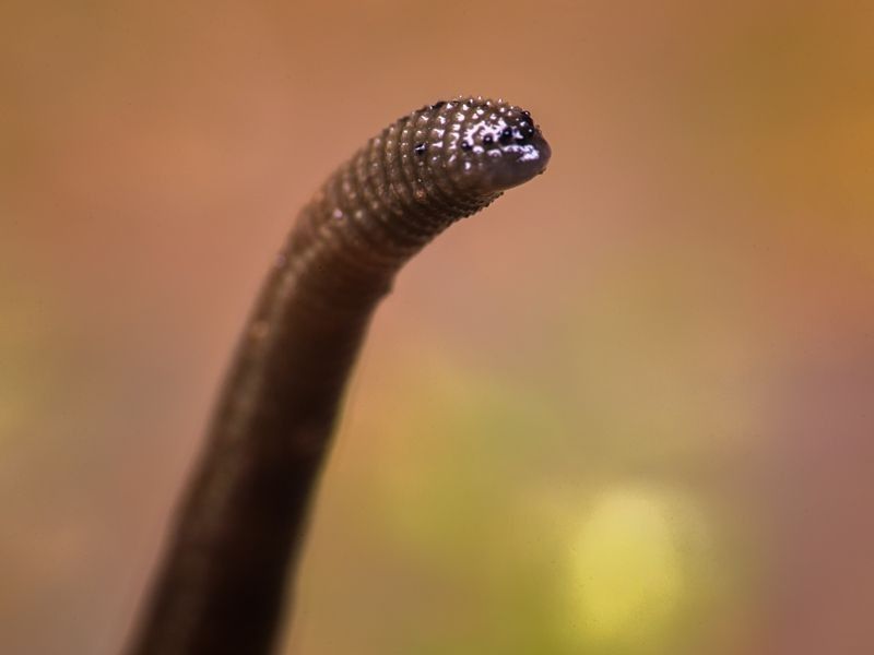 Photo of a leech in Malaysian Jungle.