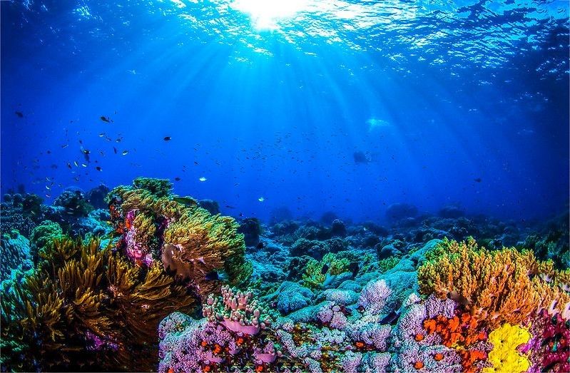 Ocean coral reef underwater.