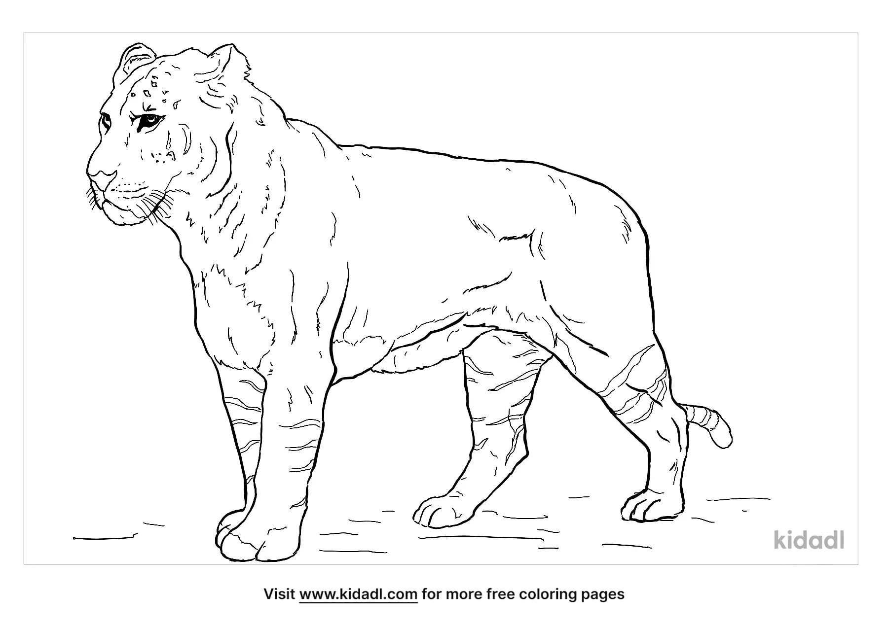 liger homework page