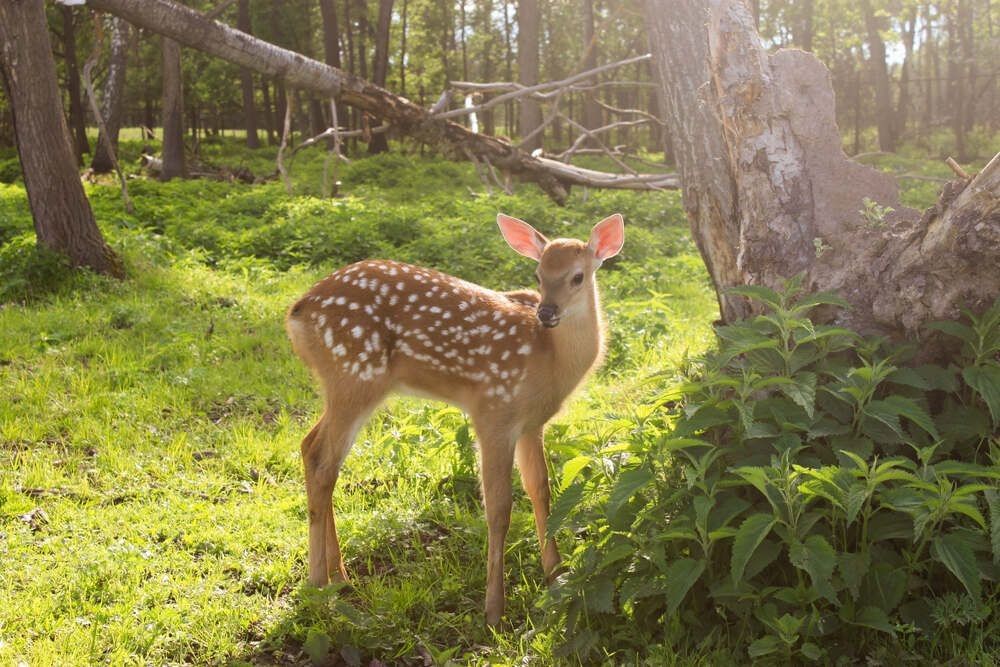 Little bambi in summer forest