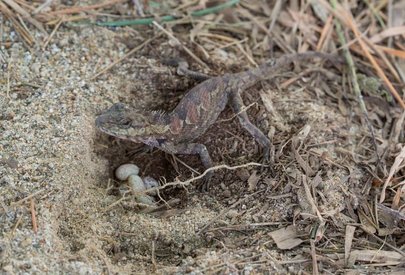 Lizard laying eggs.