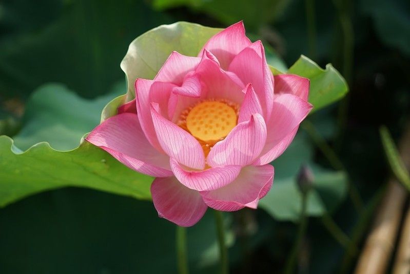 Pink Lotus flower blooming in summer pond with green leaves.