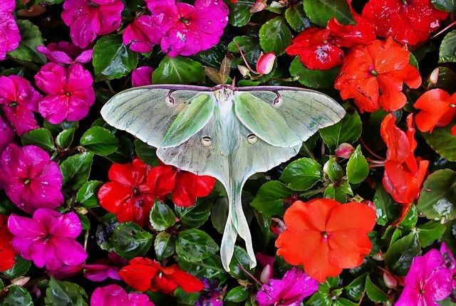 The luna moth has been named after the Roman moon goddess