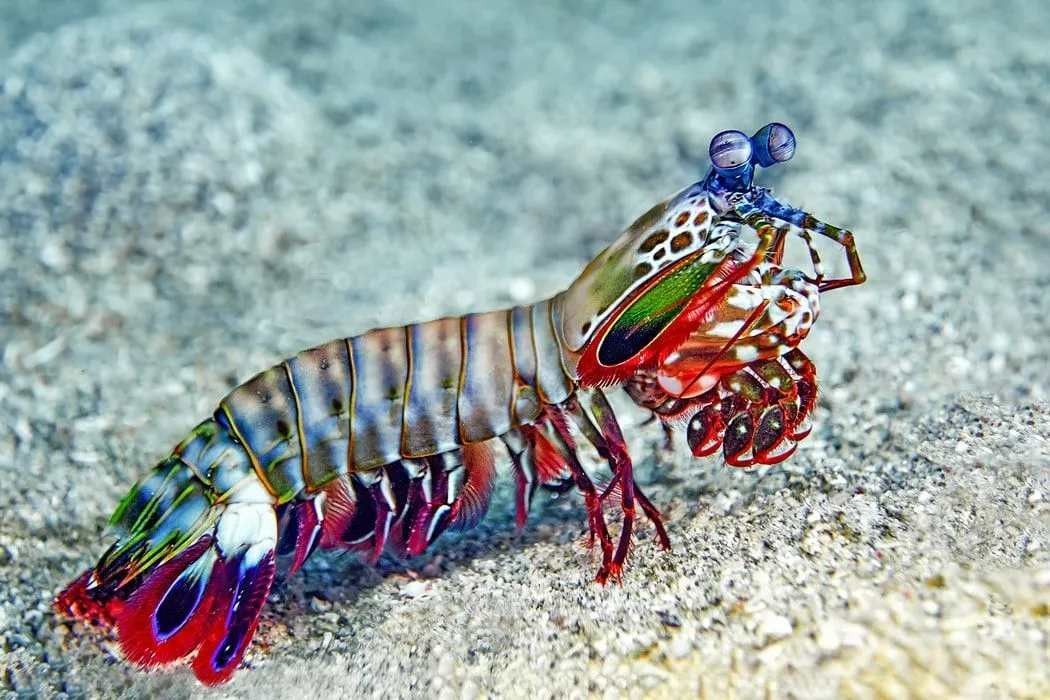 The Mantis shrimp lives in the ocean and especially in more tropical areas