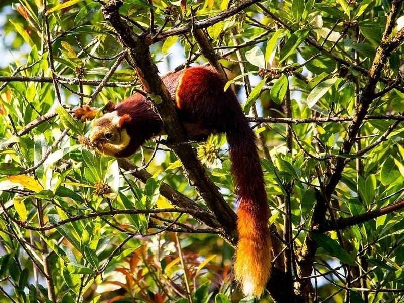 Malabar giant squirrels possess a large body