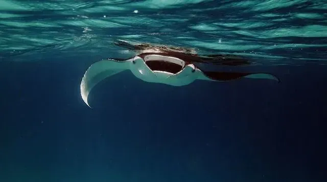 Interesting manta ray facts that will feed your curiosity.