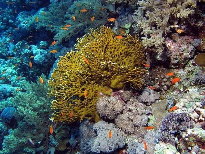 Fire coral is a marine animal