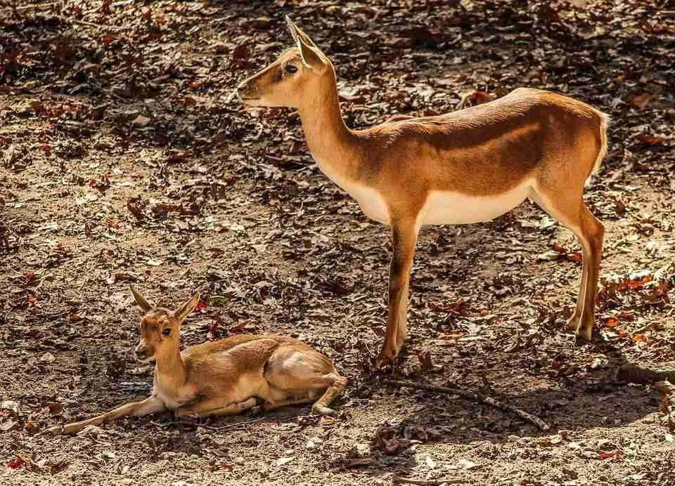 An adult Impala with a young Impala.