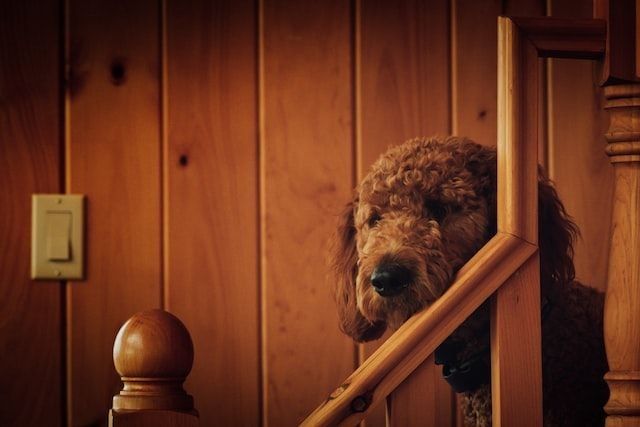 Miniature goldendoodle facts portray their appearances and behavior.