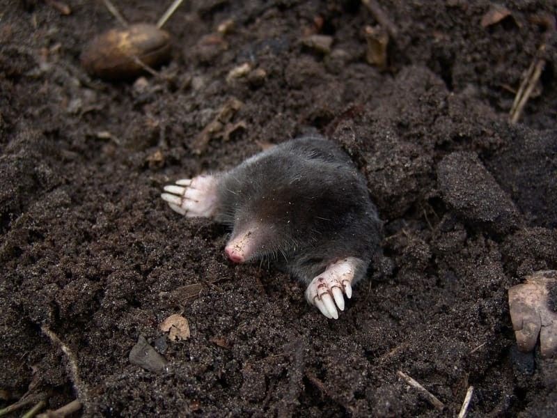 Moles feed on earthworms and other insects like leeches, snails, grubs.