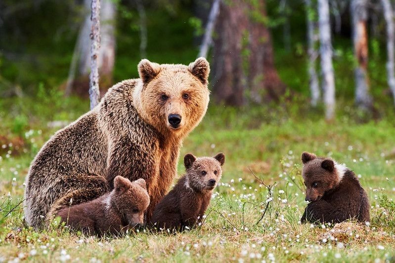 Brown mother bear protecting her cubs.