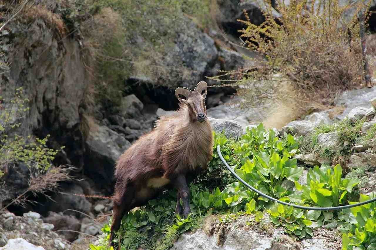 Elongated skull with tiny ears himalayan tahr facts