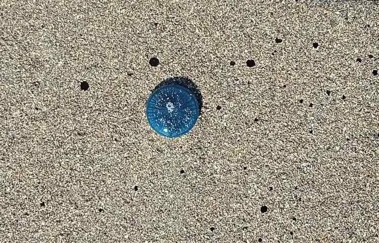 A blue jellyfish on the sand.