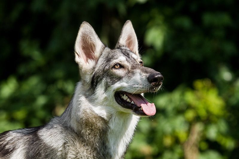 A Northern Inuit dog in the sun