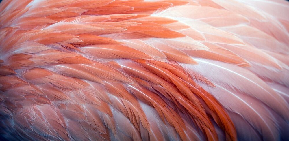 Orange and white feathers