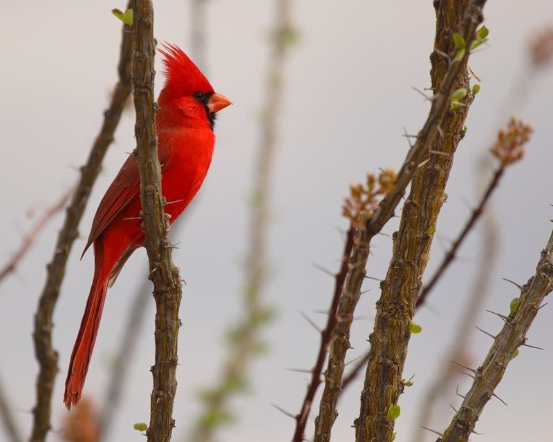 A Northern Cardinal perched among desert plants.