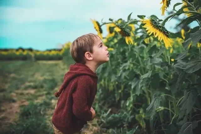 A little boy looking curiously at the sunflower