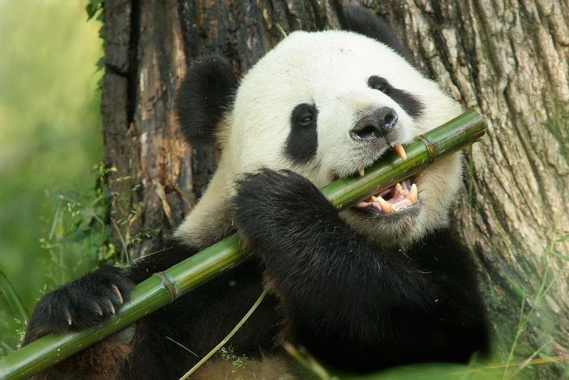 A panda eats a large bamboo stalk