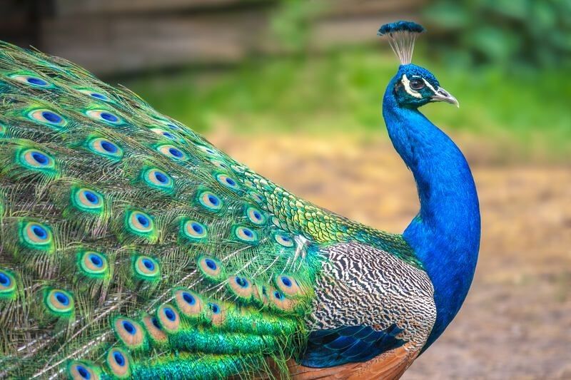 Peacock with spread wings.