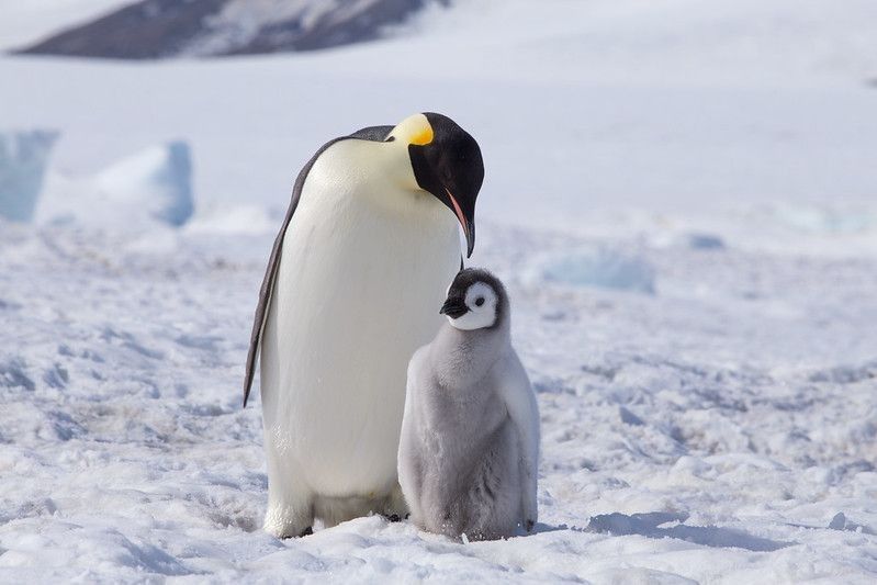 An Emperor Penguin with chick at the Emperor