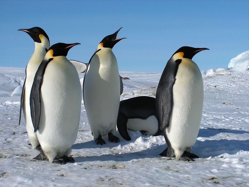 Emperor penguins flock to Antarctica snow