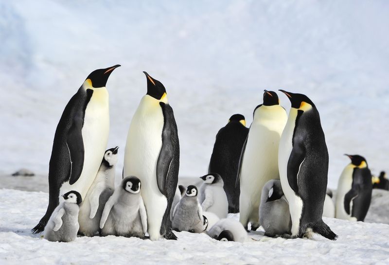 Emperor Penguin colony at Snow Hill in Antarctica.