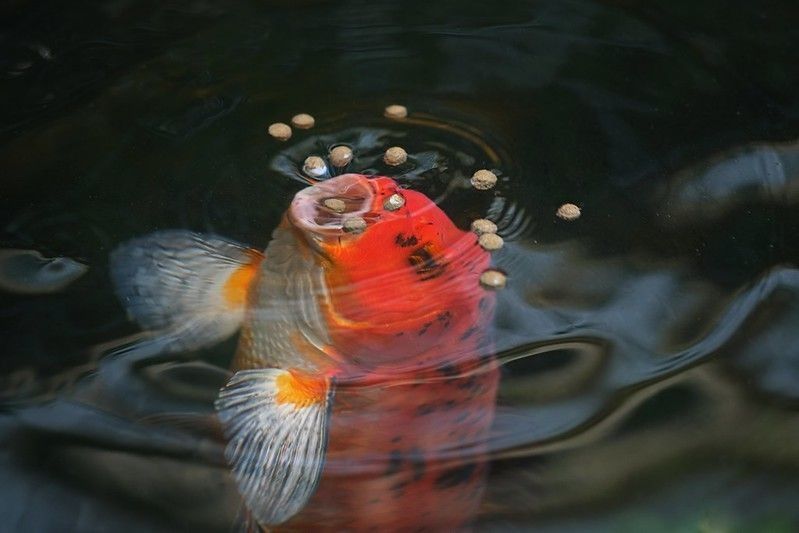 A red koi fish opening its mouth to suck food on the water surface in the pool.