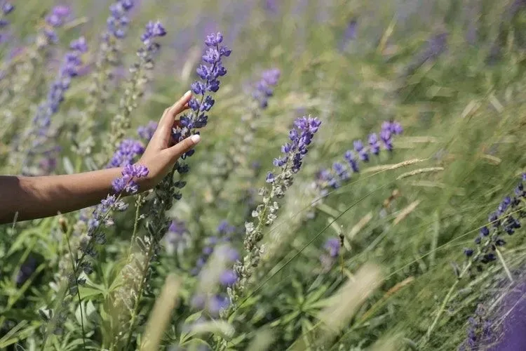 A person touching lavender flower