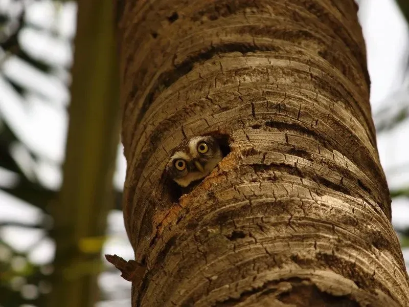 Owl in its nest inside the tree trunk.