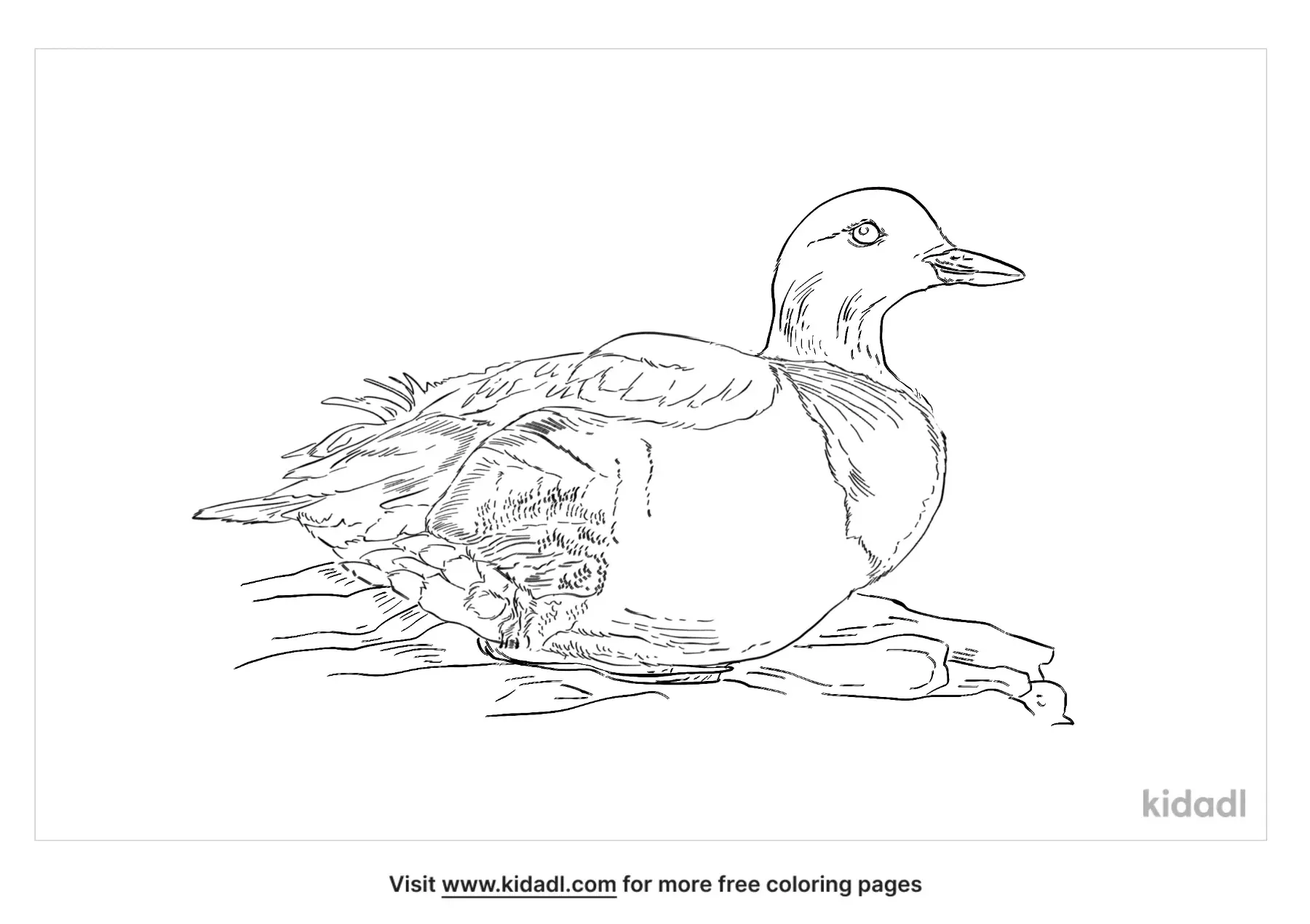 Free Pigeon Guillemot Coloring Page | Coloring Page Printables | Kidadl