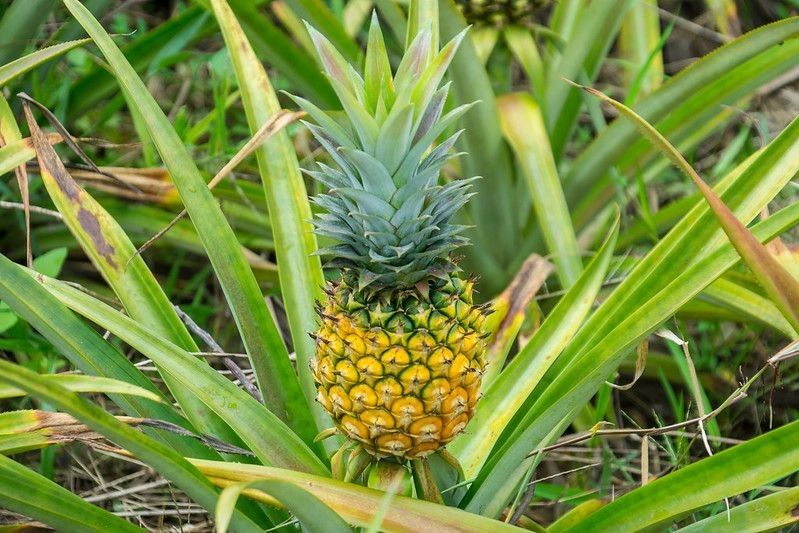 Pineapple fruit in the garden.