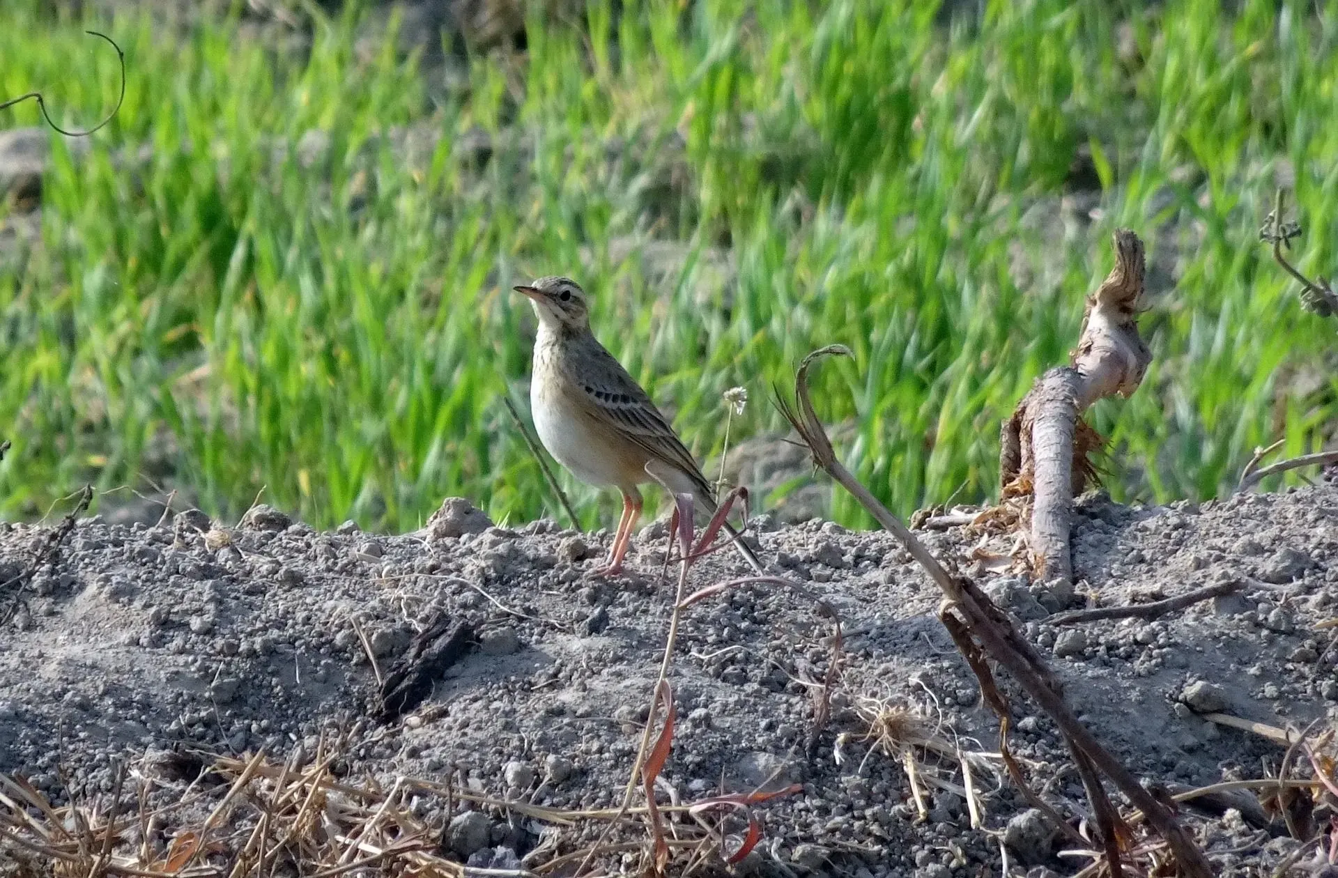 The paddyfield pipit's upper parts of feather edges have a pale color