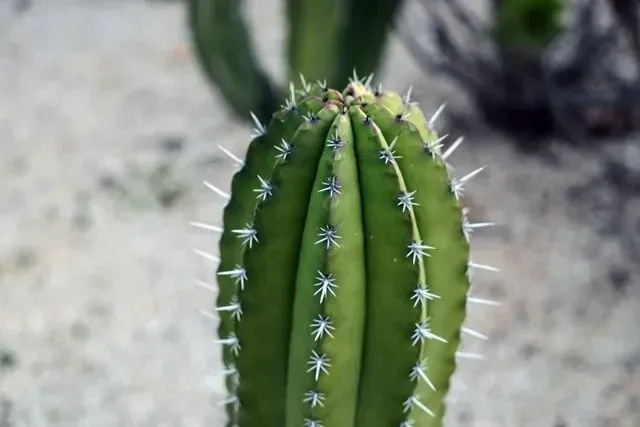 Close up of a thorny cactus