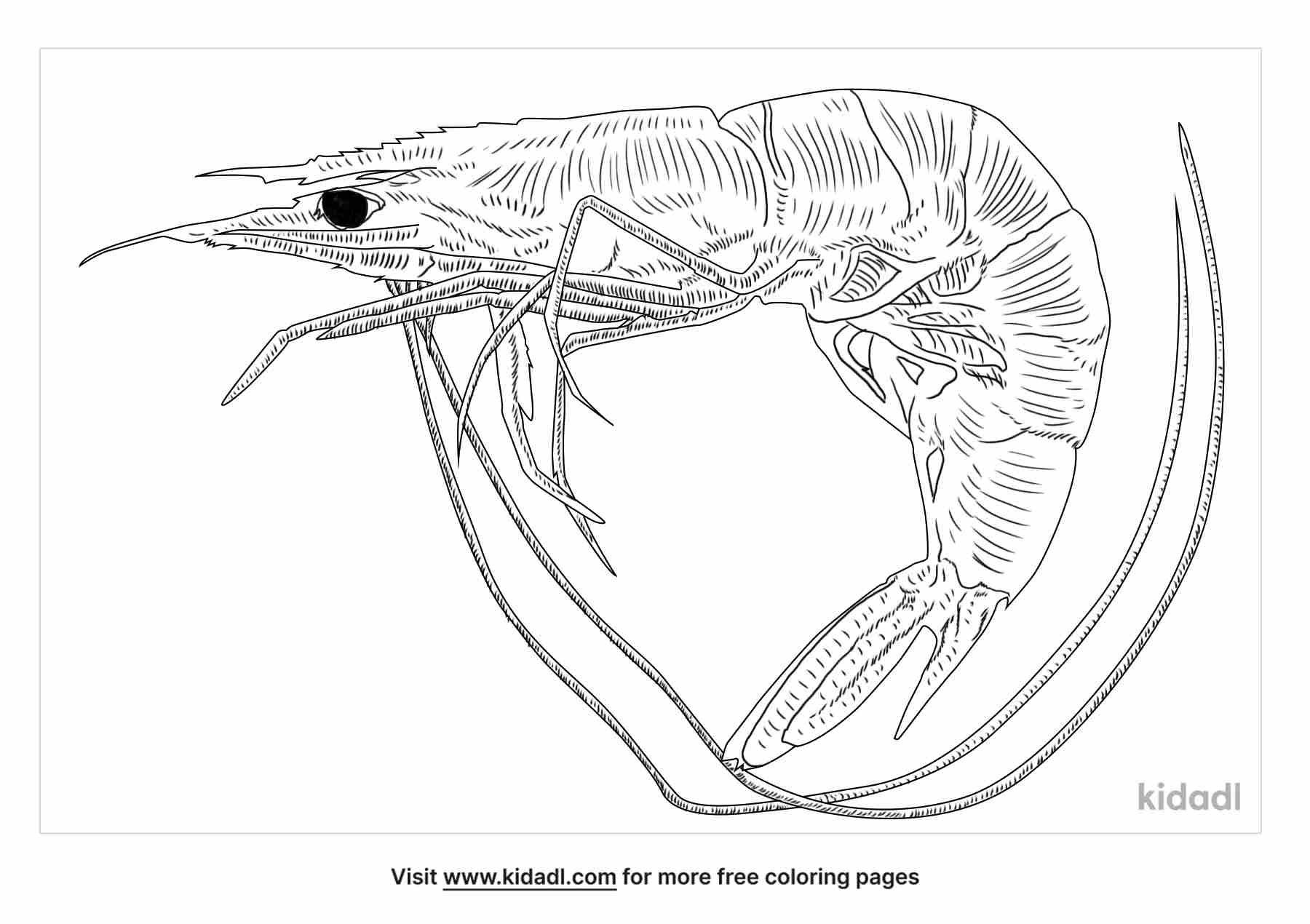 Download prawn coloring pages for kids.