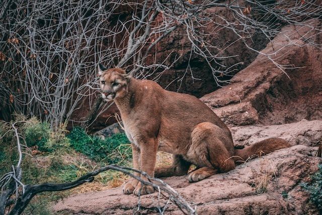 A mountain lion or a puma has a high adaptability range